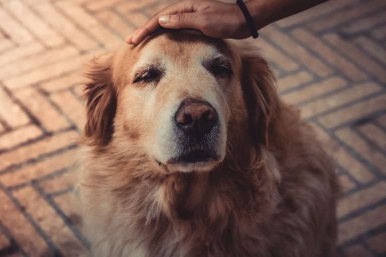 A picture of a senior Golden Retriever dog being patted on the head