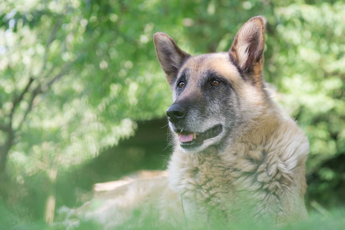 A picture of a senior German Shepherd