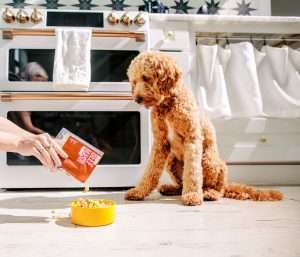 A picture of a dog waiting to eat Nom Nom dog food