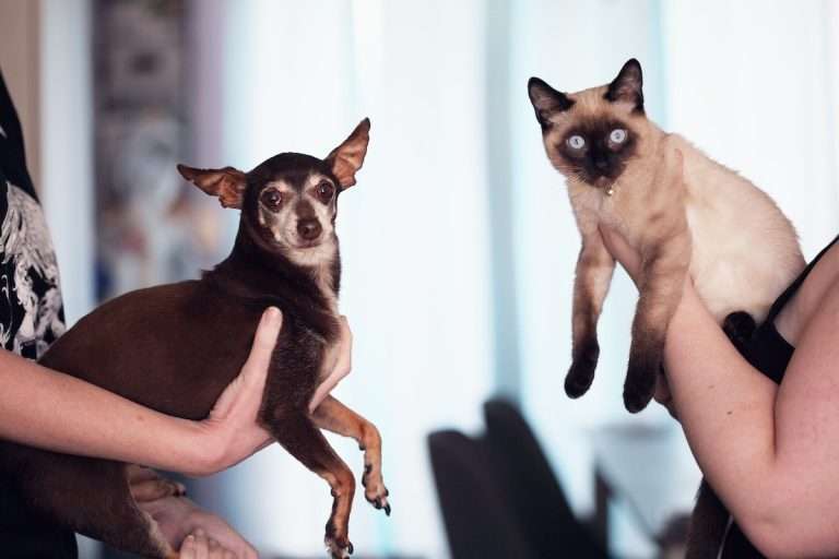 A picture of a dog (chihuahua) next to a cat