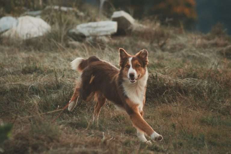 A picture of a dog running in a field
