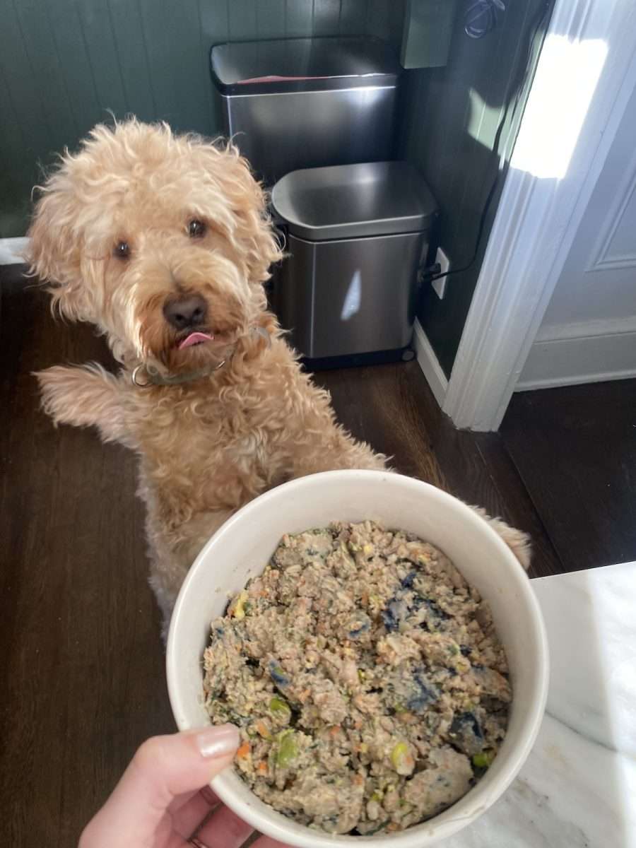 Hobbes looking at a bowl of Spot and Tango dog food