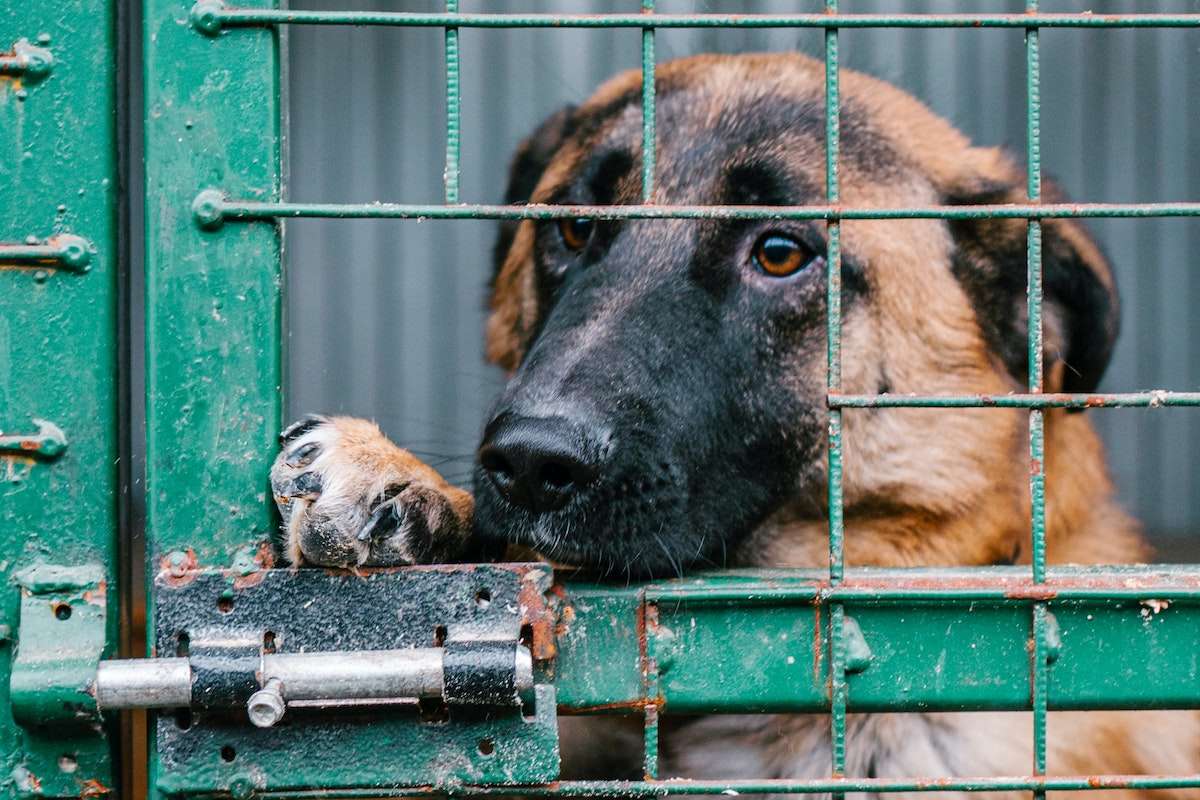 A dog in a cage waiting to be adopted from a rescue shelter.