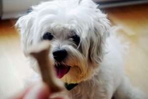 A small white dog waiting for a novel protein dog treat